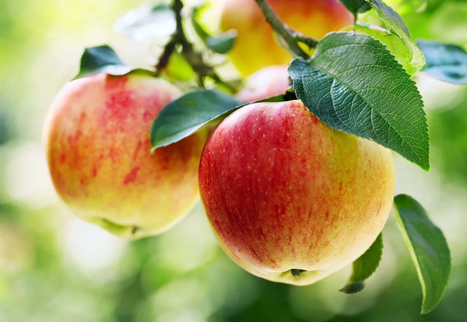 एक सेब खाने पर कितनी कैलोरी मिलती है how many calories are in an apple?